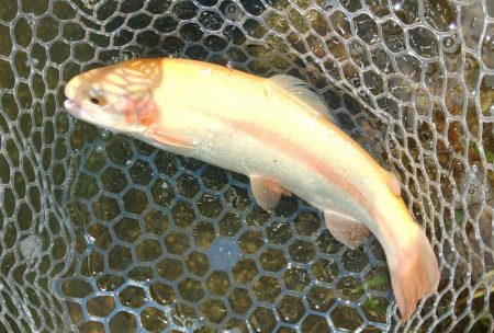 真夏でも釣れる！ ～フィッシングパーク高島の泉～